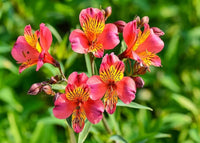 Red Yellow Alstroemeria Flower seeds for Planting - Bright Blooms, Heirloom & GMO Free Seeds for Home Garden