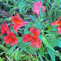 Red Alstroemeria Psittacina Flower Seeds for Planting - Vibrant Annual Blooms