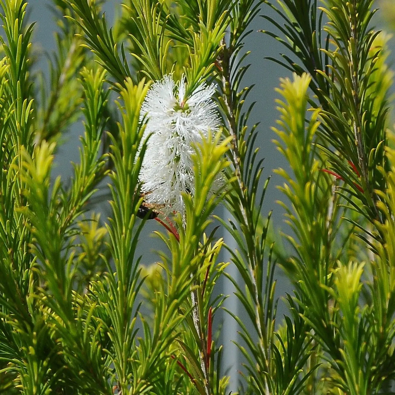 Alternifolia seeds for borders and garden beds
