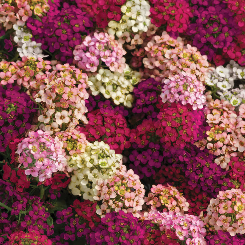 Low-growing multicolor Alyssum flowers creating a colorful ground cover.