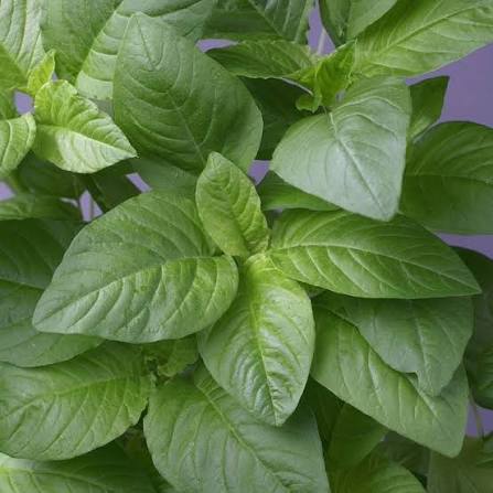 Amaranth Green Leaf seeds for planting in home gardens, raised beds, and containers.