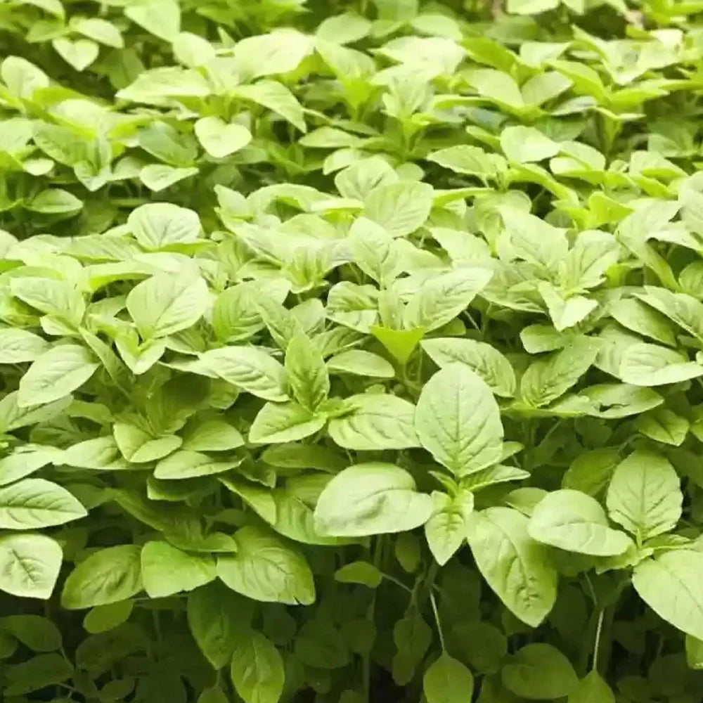 Fresh Amaranth Green Leaf plants growing in a sunny vegetable garden.