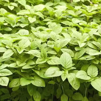Fresh Amaranth Green Leaf plants growing in a sunny vegetable garden.