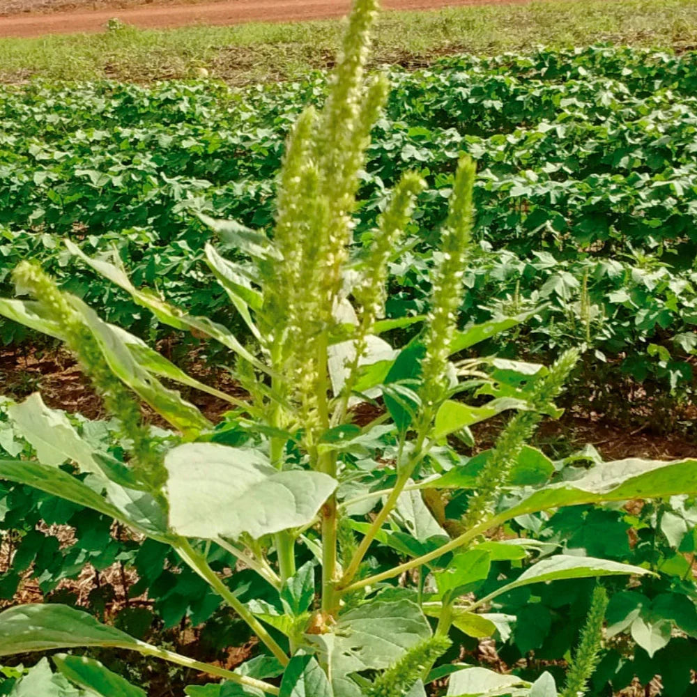 Amaranthus Palmeri herb seeds for home garden planting