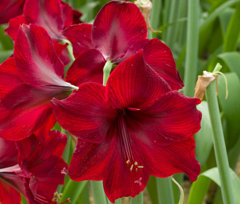 Maroon Hippeastrum Rutilum Flower seeds for Planting - Garden Favorite, Heirloom & GMO Free Seeds for Home Garden