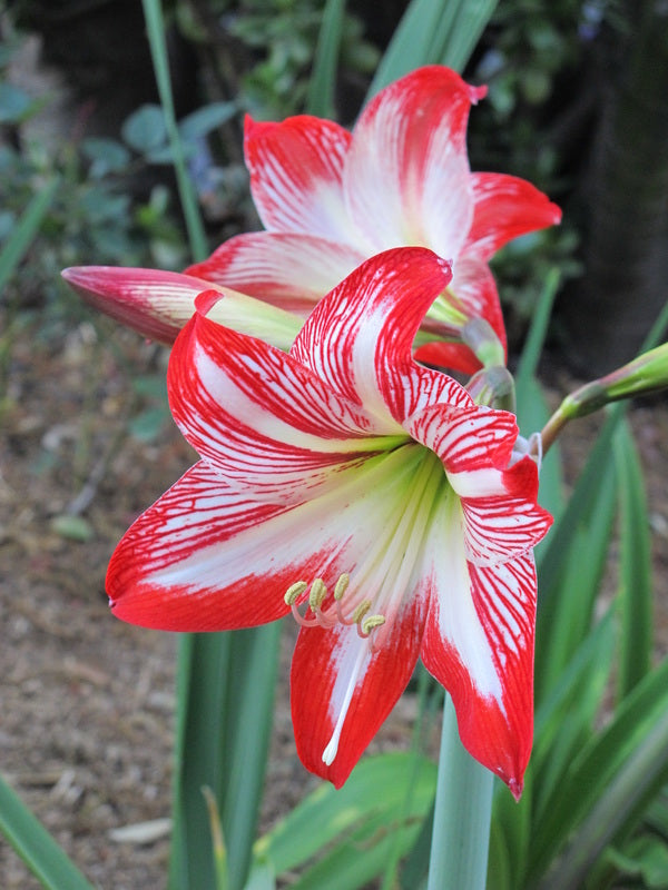 Light Red White Amaryllis Flower Seeds for Planting Fragrant Blossoms Heirloom & GMO Free Seeds for Home Garden
 
 Sale