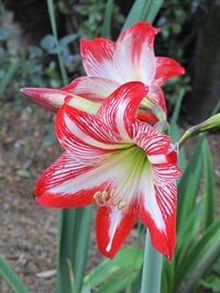 Amaryllis Flower seeds for Planting - Shade Tolerant, Heirloom & GMO Free Seeds for Home Garden