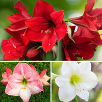 Mixed Amaryllis Flower seeds for Planting Fragrant Blossoms Heirloom & GMO Free Seeds for Home Garden 
 
 Sale