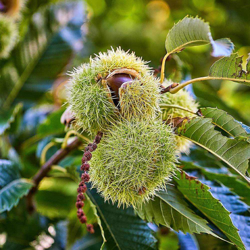 American Chestnut Tree (Castanea dentata) heirloom seeds for planting in home gardens