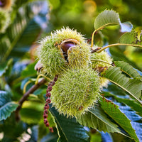 American Chestnut Tree (Castanea dentata) heirloom seeds for planting in home gardens