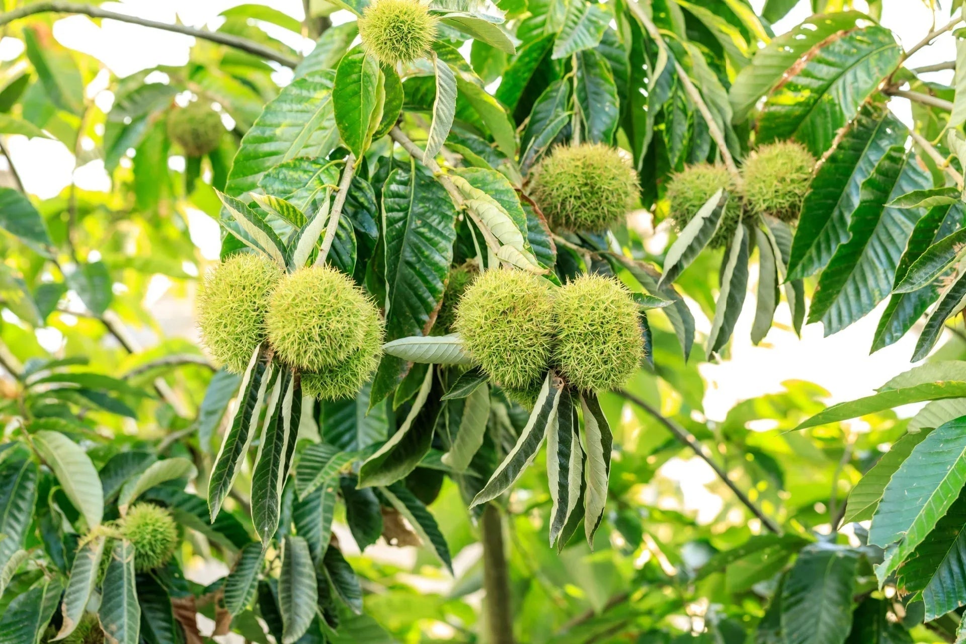 Close-up of American Chestnut Tree seeds suitable for outdoor landscape planting
