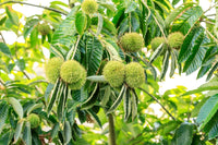 Close-up of American Chestnut Tree seeds suitable for outdoor landscape planting