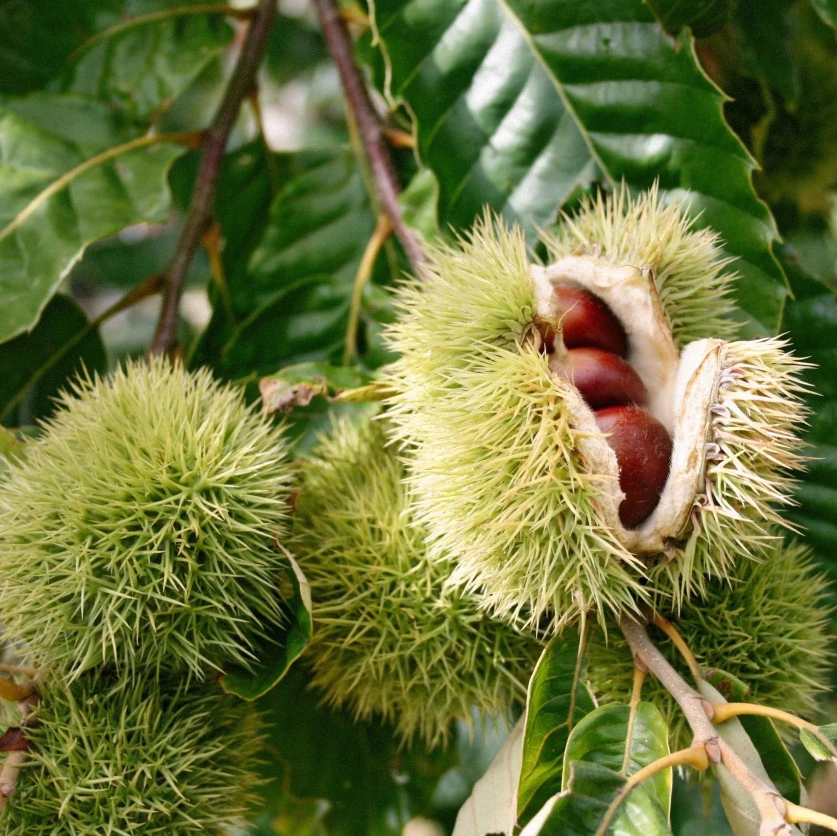 American Chestnut Tree (Castanea dentata) seeds for planting in home landscapes.
