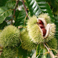 American Chestnut Tree (Castanea dentata) seeds for planting in home landscapes.