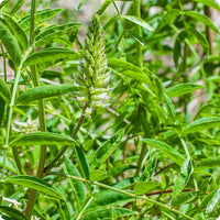 American Licorice seeds Glycyrrhiza lepidota native perennial
