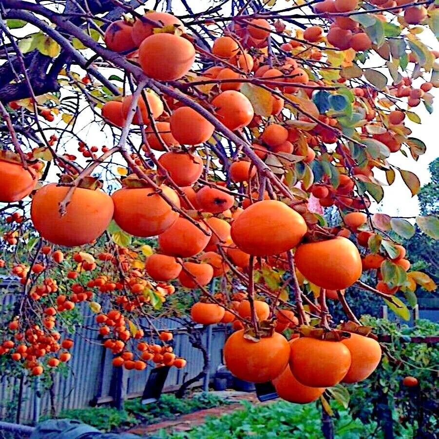 Red Diospyros Fruit Seeds for Planting - Grow Stunning Perennials
