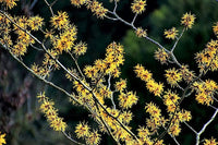 American Witch Hazel Seeds – Hamamelis virginiana Yellow Flower Shrub Tree