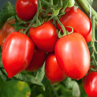 Amish Paste Tomato Seeds for Home Garden Planting | Heirloom Non-GMO