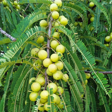 Amla Indian Gooseberry tree seeds for planting in home gardens and orchards.