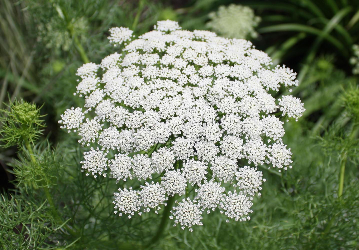 Ammi Majus Flower seeds for Planting Easy to Grow Heirloom & GMO Free Seeds for Home Garden
 
 Sale