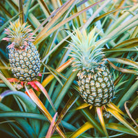Ananas comosus seeds for growing tropical fruit plants in outdoor gardens.