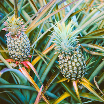 Ananas comosus seeds for growing tropical fruit plants in outdoor gardens.
