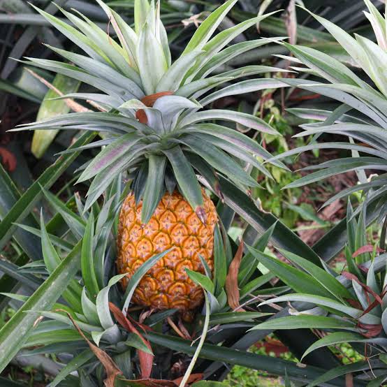 Heirloom Pineapple (Ananas comosus) seeds suitable for raised beds and greenhouses.
