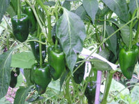 High quality ancho seeds non GMO