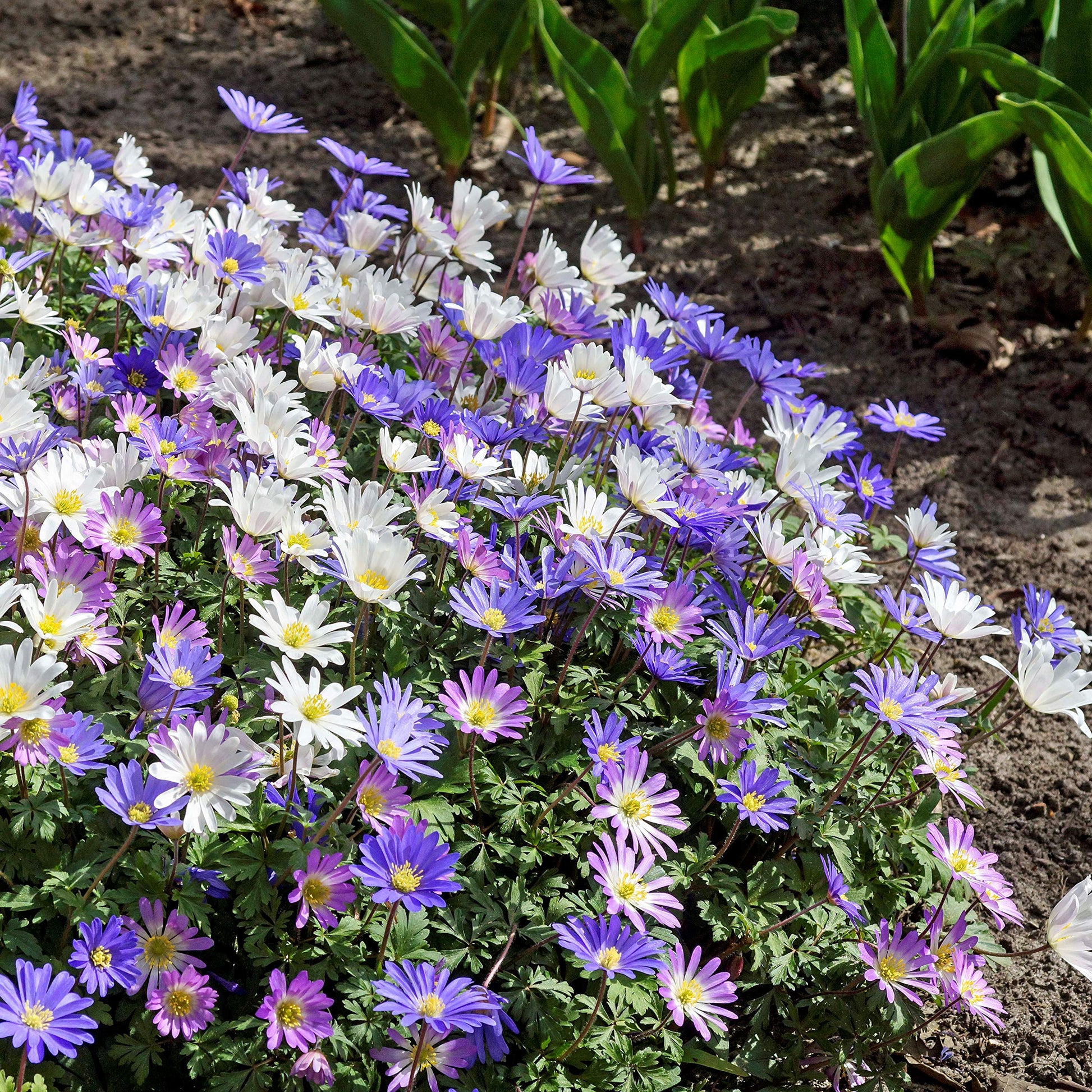 Anemone Blanda Flutter Mix with blue pink and white spring flowers