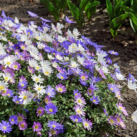 Anemone Blanda Flutter Mix with blue pink and white spring flowers