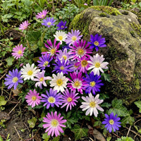Anemone Blanda mixed flower seeds for planting