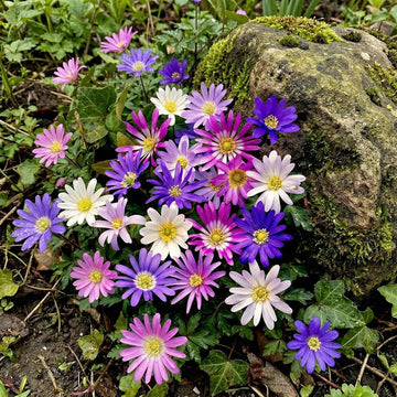 Anemone Blanda mixed flower seeds for planting