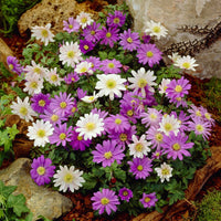 Anemone Blanda mixed flowers growing in a garden
