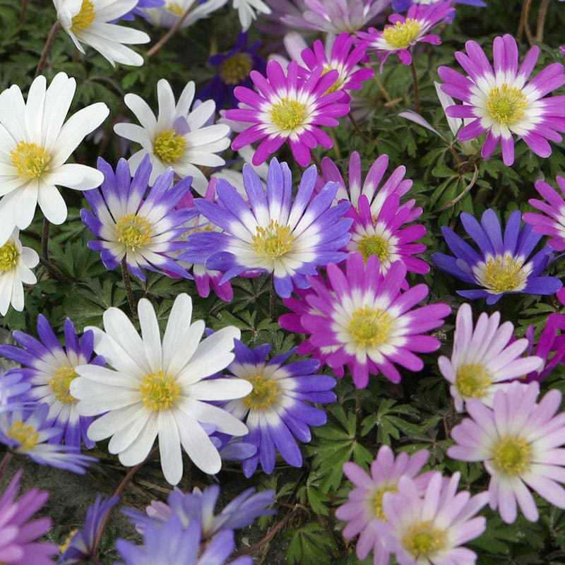 Anemone Blanda mixed colorful spring flowers