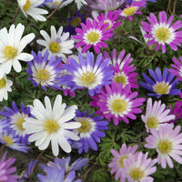 Anemone Blanda mixed colorful spring flowers