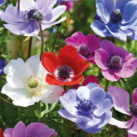 Anemone Monarch de Caen mix flower bulbs with colorful spring blooms