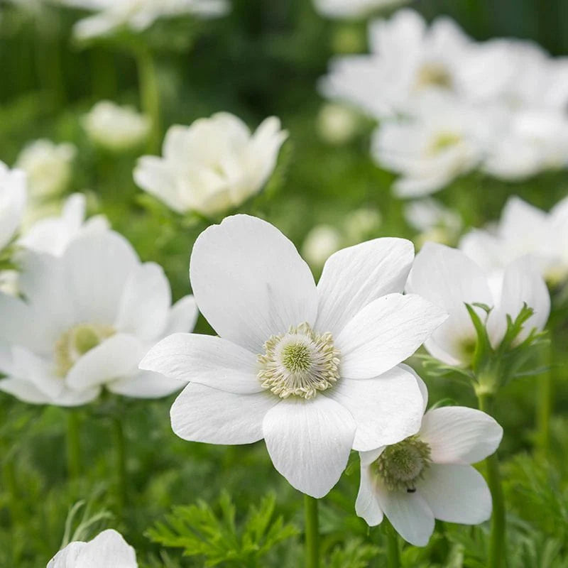 White Nevadensis Flower Seeds for Planting | Elegant White Blooms for Your Garden