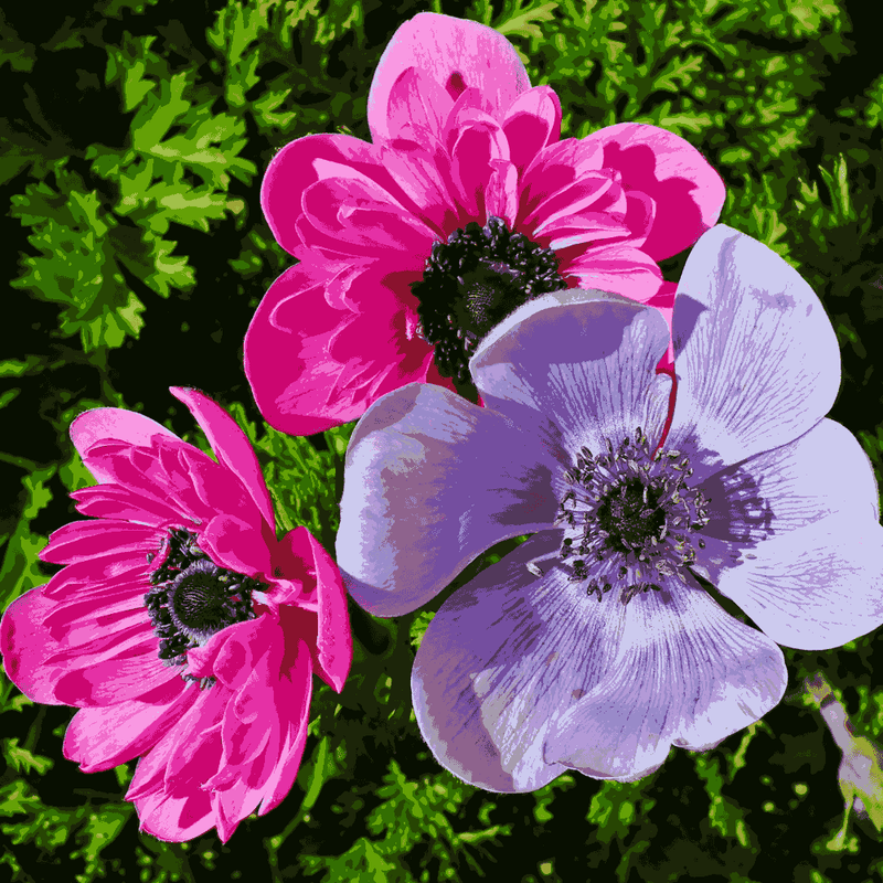 Anemone Flower seeds for Planting Drought Tolerant Heirloom & GMO Free Seeds for Home Garden 
 
 Sale