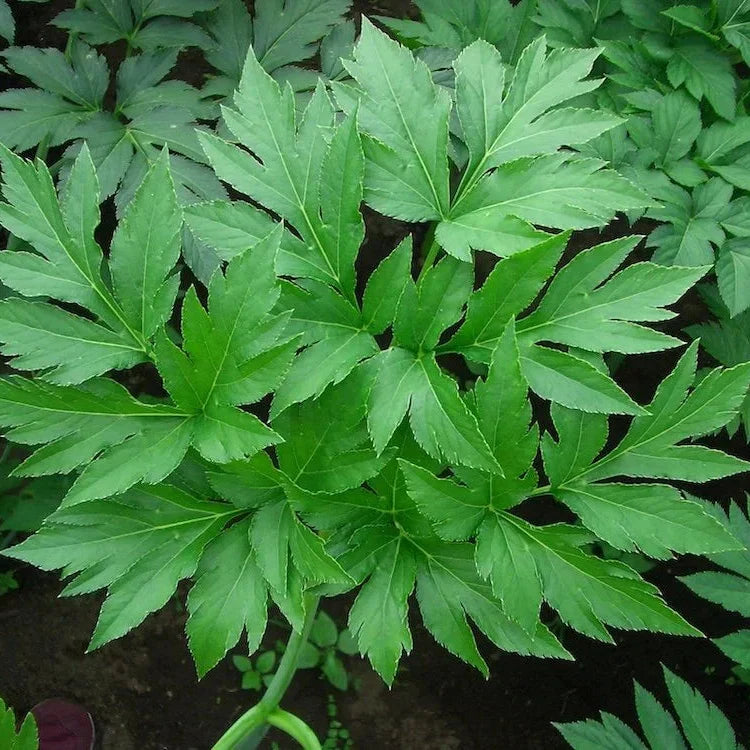 Angelica Keiskei herb growing in a container on a sunny patio.