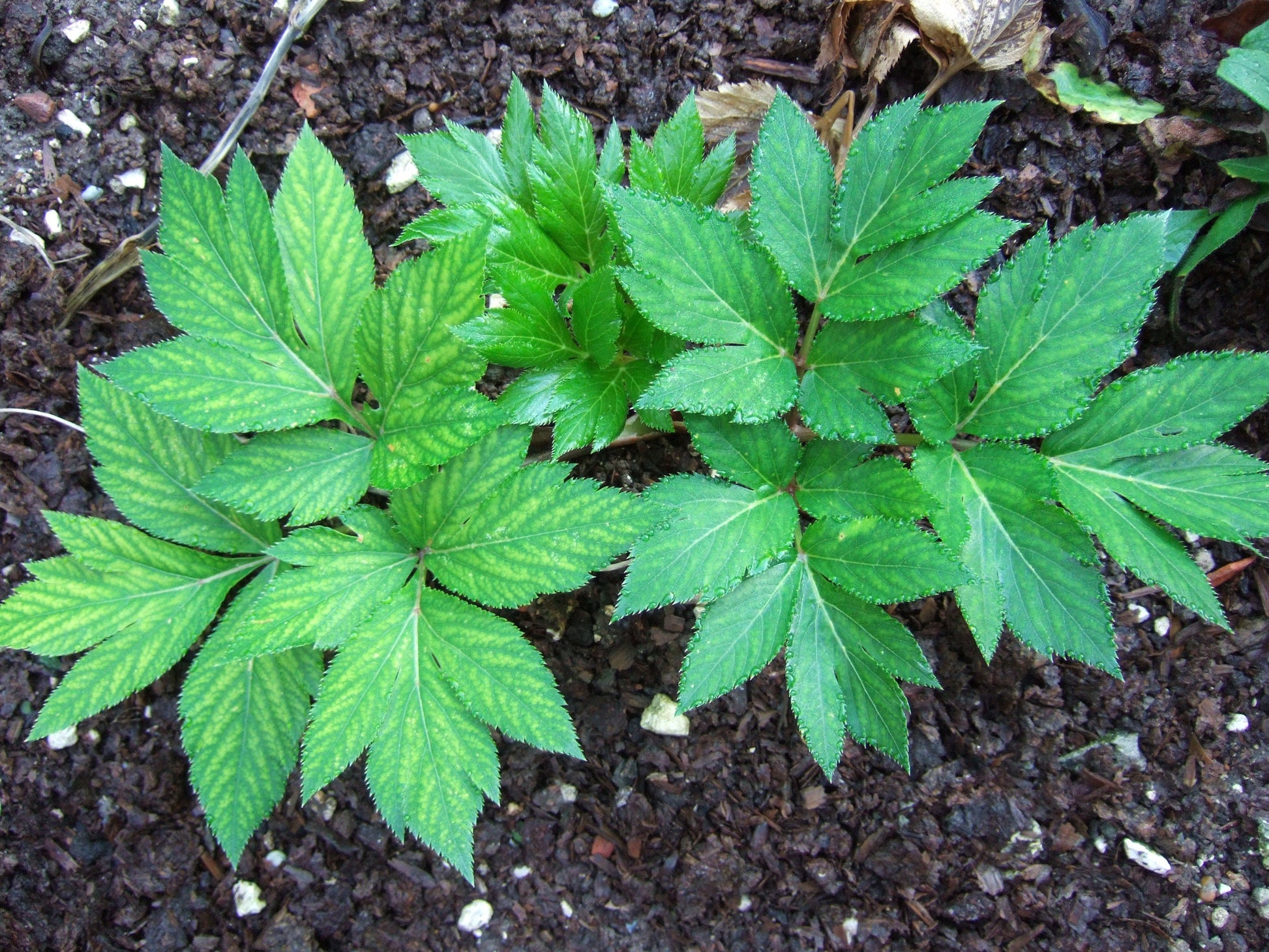 Angelica keiskei herb seeds suitable for containers and raised beds.