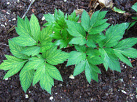 Angelica keiskei herb seeds suitable for containers and raised beds.