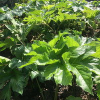 Angelica keiskei seeds for growing leafy vegetables in raised beds and patio planters.