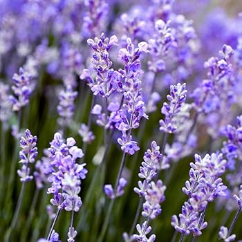 English Lavender Munstead border planting grown from seeds