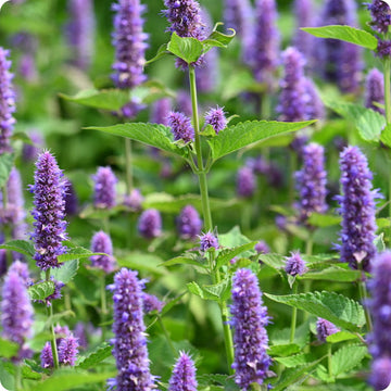Anise Hyssop seeds Agastache foeniculum purple flower spikes