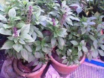 Packet of Anise Persian Basil herb flower seeds