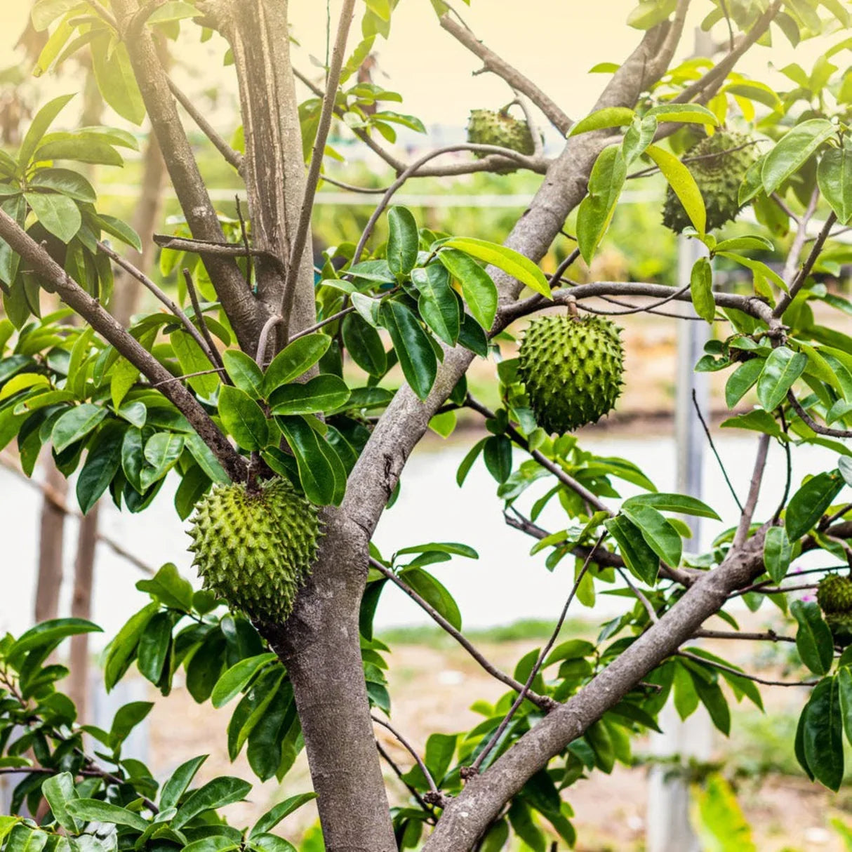 Annona muricata fruit tree seeds with sweet and tangy tropical fruit variety