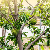 Annona muricata fruit tree seeds with sweet and tangy tropical fruit variety