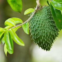 Annona muricata fruit seeds for growing a tropical fruit tree in outdoor gardens.