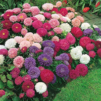 Annual Aster Dwarf Mix flower seeds for beds and containers.