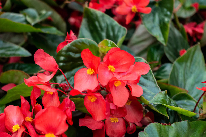 Begonia Flower seeds for Planting Low Maintenance Heirloom & GMO Free Seeds for Home Garden